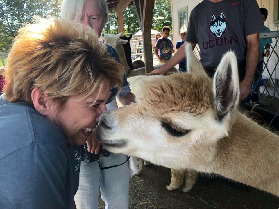 Rubbing noses with alpacas at Six Paca Farm, Bozrah, CT