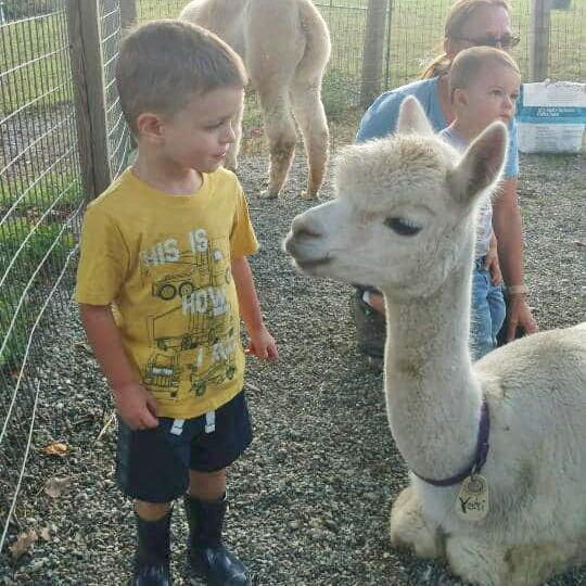Young boy with alpaca at Six Paca Farm, Bozrah, CT
