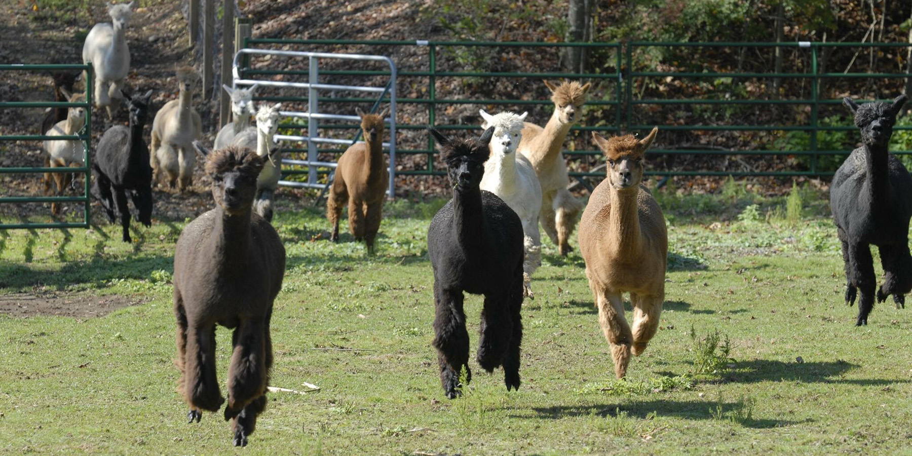 Alpaca pronking at Six Paca Farm, Bozrah, CT