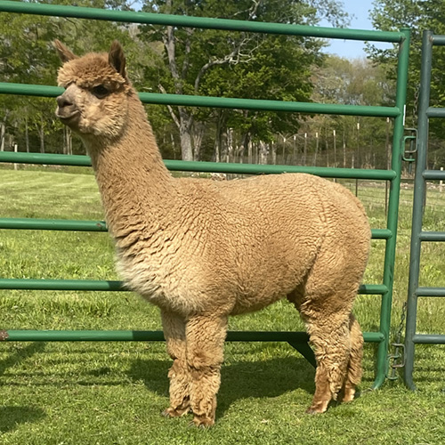 Female alpaca from Six Paca Farm, Bozrah, CT