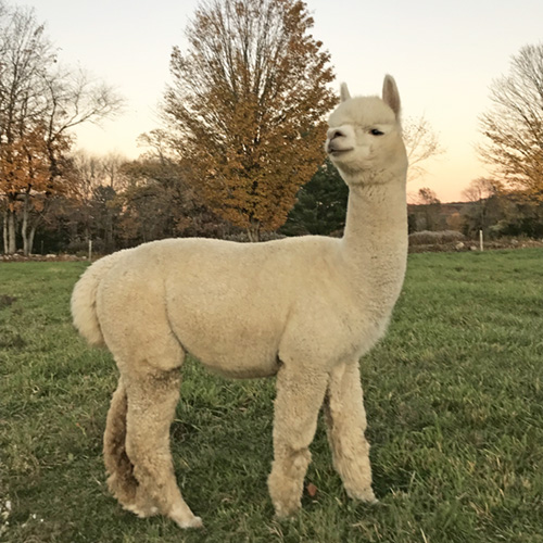 Male alpaca from Six Paca farm, Bozrah, CT