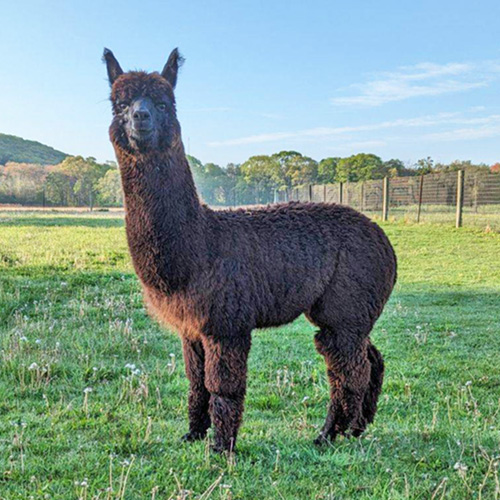 Male alpaca from Six Paca Farm, Bozrah, CT