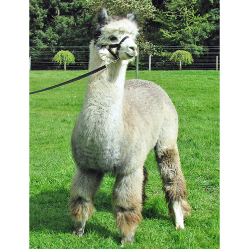 Female alpaca from Six Paca Farm, Bozrah, CT