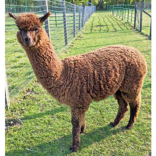 Female alpaca from Six Paca Farm, Bozrah, CT