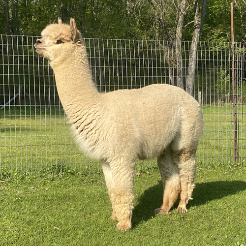 Male alpaca from Six Paca Farm, Bozrah, CT