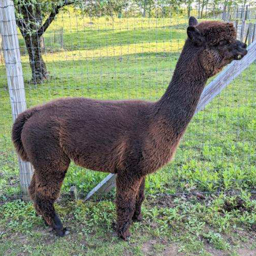 Female alpaca from Six Paca Farm, Bozrah, CT