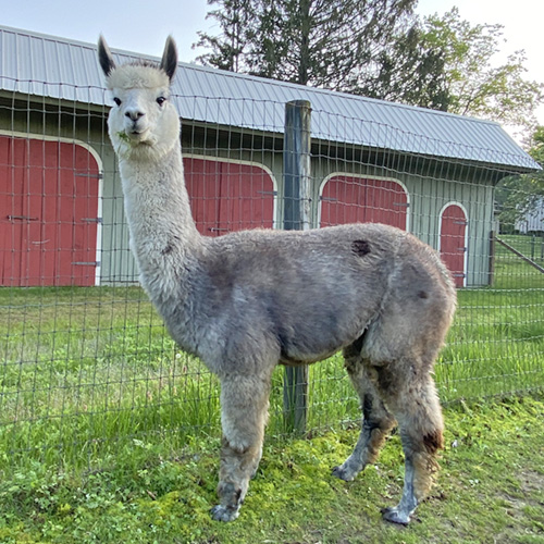 Female alpaca from Six Paca Farm, Bozrah, CT