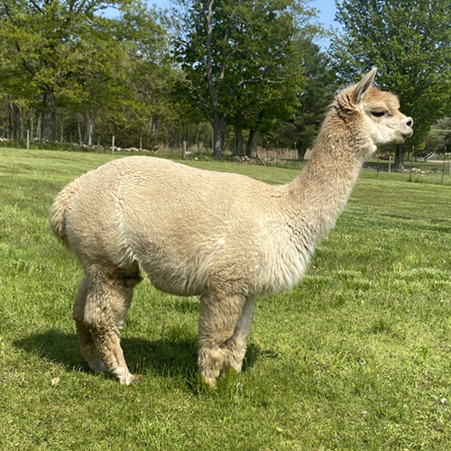 Female alpaca from Six Paca Farm, Bozrah, CT