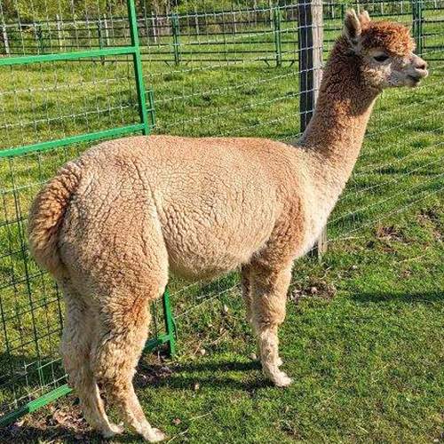 Female alpaca from Six Paca Farm, Bozrah, CT