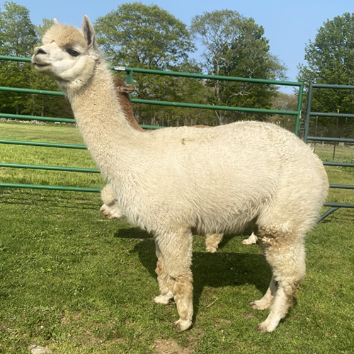 Female alpaca from Six Paca Farm, Bozrah, CT