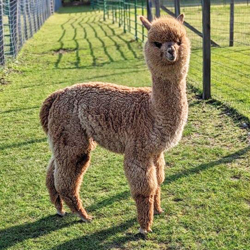 Female alpaca from Six Paca Farm, Bozrah, CT