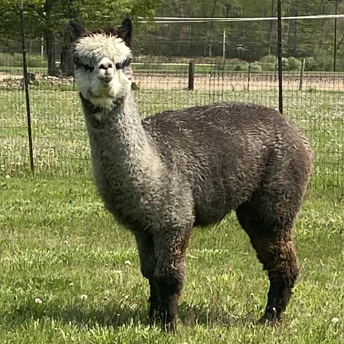 Female alpaca from Six Paca Farm, Bozrah, CT