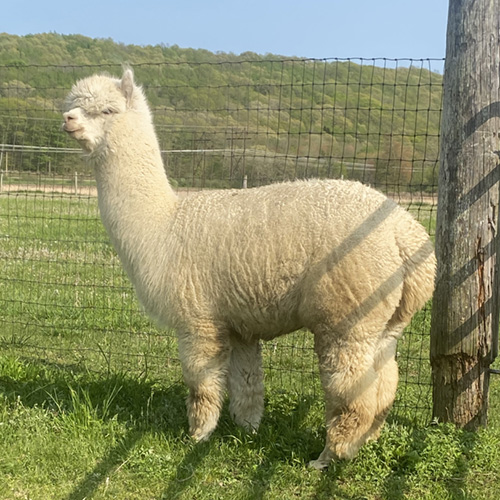 Female alpaca from Six Paca Farm, Bozrah, CT