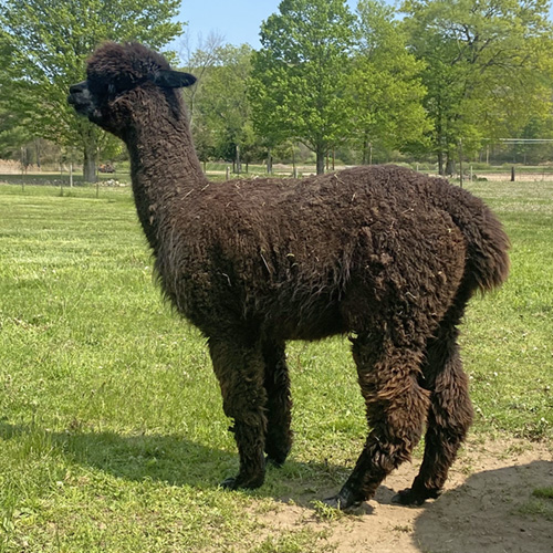 Female alpaca from Six Paca Farm, Bozrah, CT