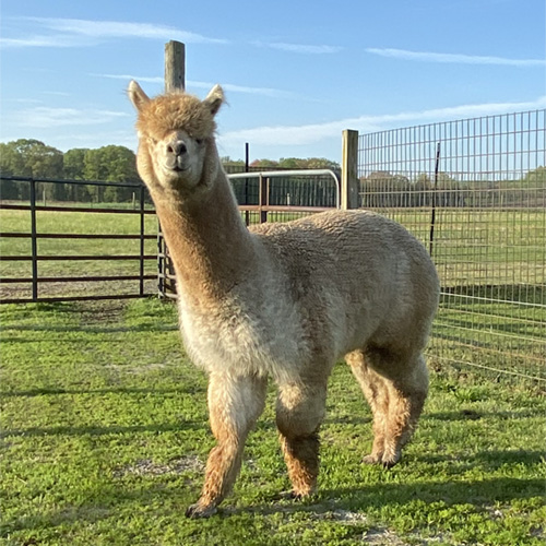 Male alpaca from Six Paca Farm, Bozrah, CT