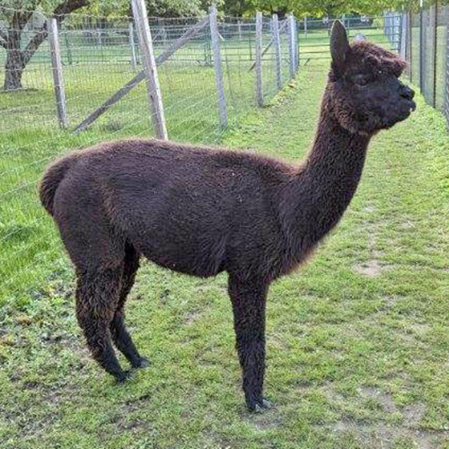 Female alpaca from Six Paca Farm, Bozrah, CT