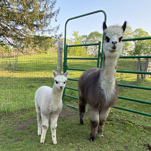 Female alpaca and cria from Six Paca Farm, Bozrah, CT