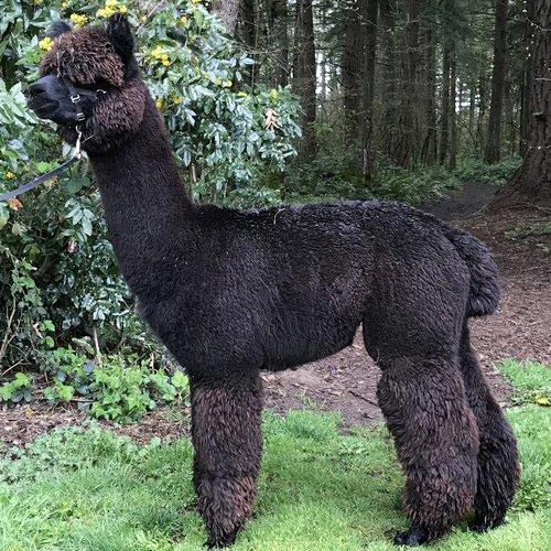 Male alpaca from Six Paca Farm, Bozrah, CT