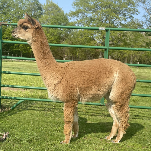 Female alpaca from Six Paca Farm, Bozrah, CT