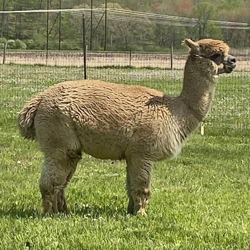 Female alpaca from Six Paca Farm, Bozrah, CT