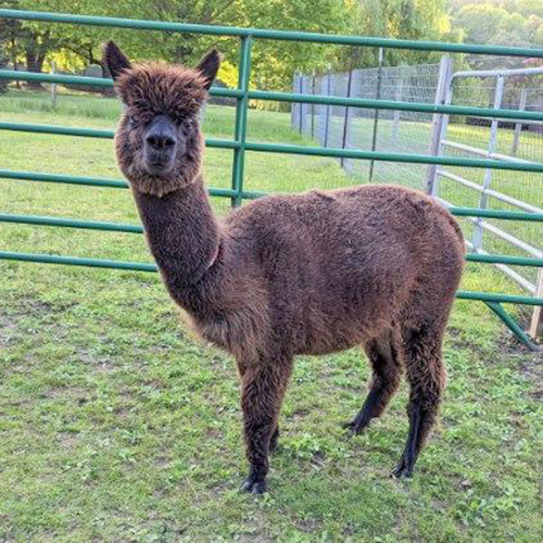 Female alpaca from Six Paca Farm, Bozrah, CT