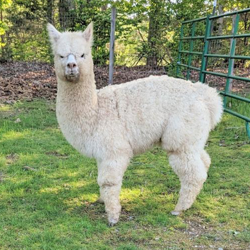 Female alpaca from Six Paca Farm, Bozrah, CT