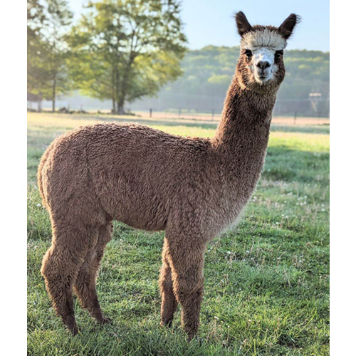 Male alpaca from Six Paca Farm, Bozrah, CT