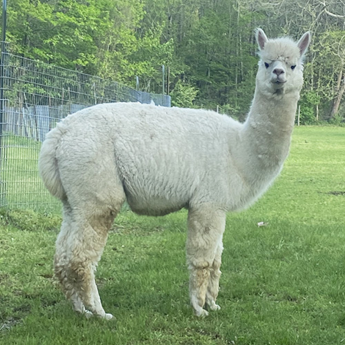 Male alpaca from Six Paca Farm, Bozrah, CT