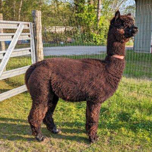 Female alpaca from Six Paca Farm, Bozrah, CT