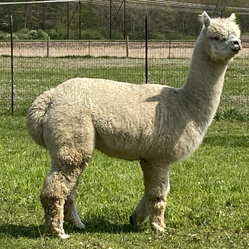 Female alpaca from Six Paca Farm, Bozrah, CT