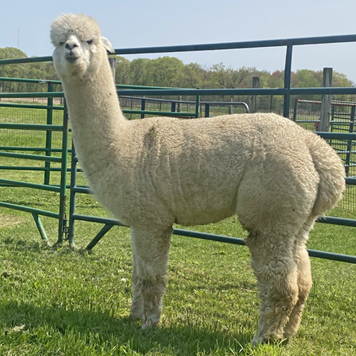 Female alpaca from Six Paca Farm, Bozrah, CT