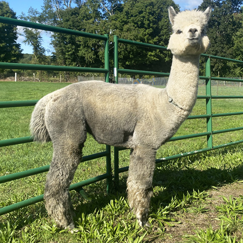 Male alpaca from Six Paca Farm, Bozrah, CT