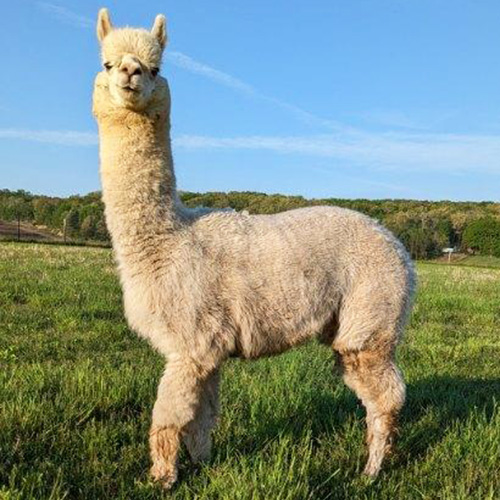 Male alpaca from Six Paca Farm, Bozrah, CT